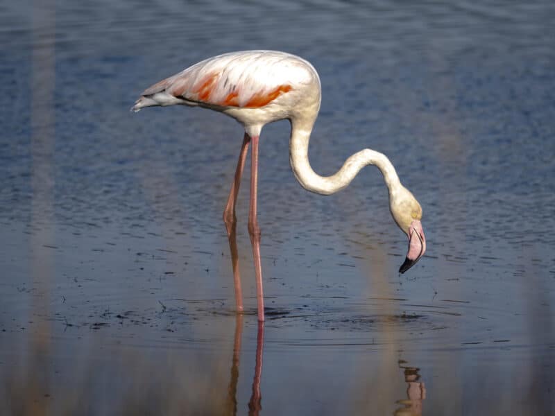 flamants roses hyères
